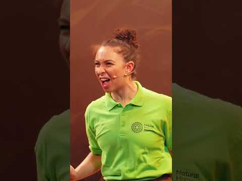 Video preview for Natural History Museum Presents Dinosaurs Live! from Youtube