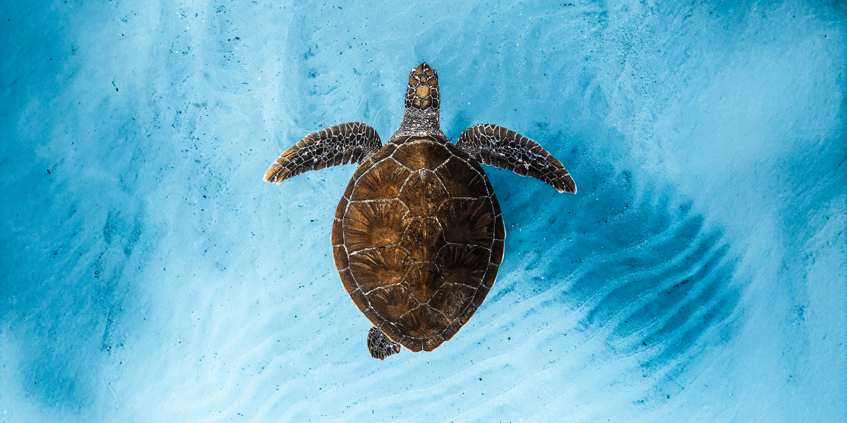 Hero image for Ocean Film Festival World Tour